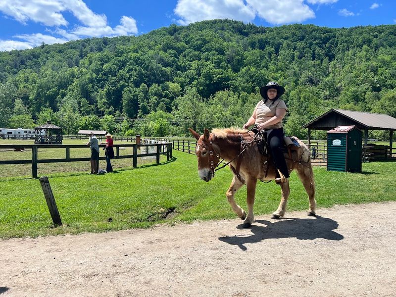 Trail Riding Adventures Through Mountain Wilderness