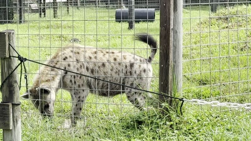 Spotted Hyenas: Meet Scarlett and Friends