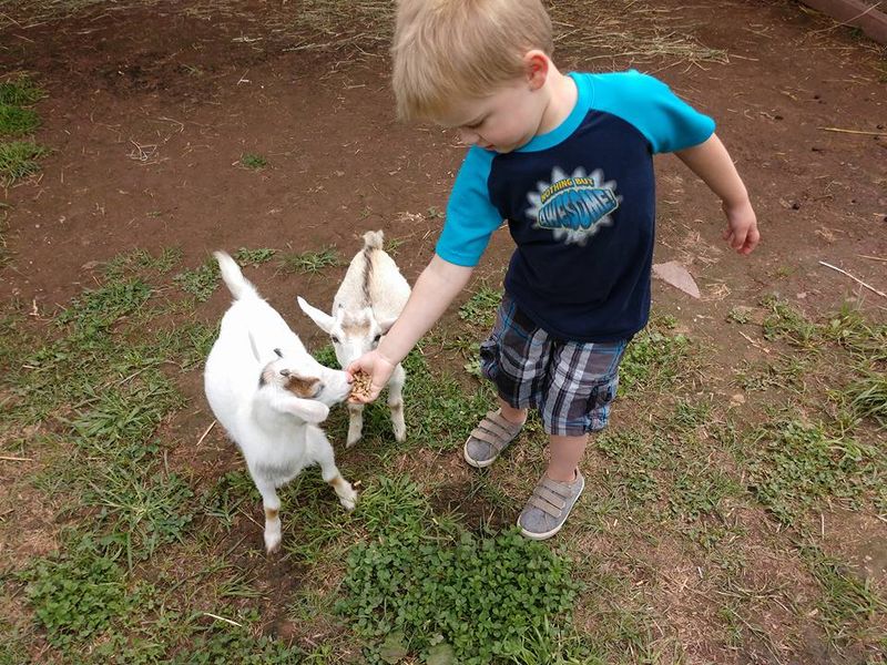 Green Horse Farm Animal Park & Petting Zoo (Dornsife, PA)