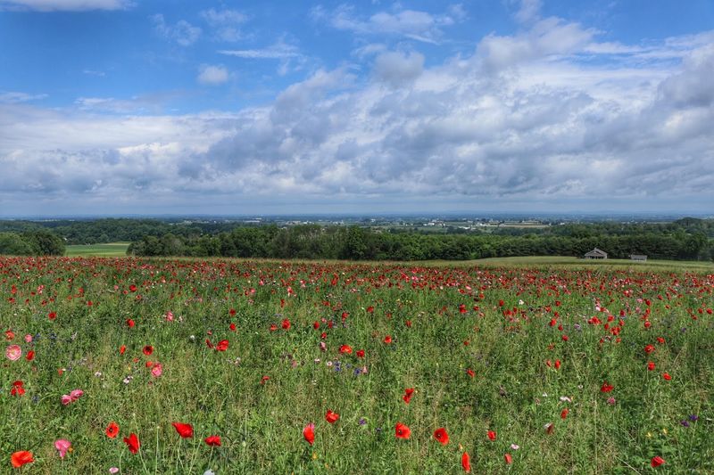 A Four-Acre Farm That Grows Beauty on Purpose