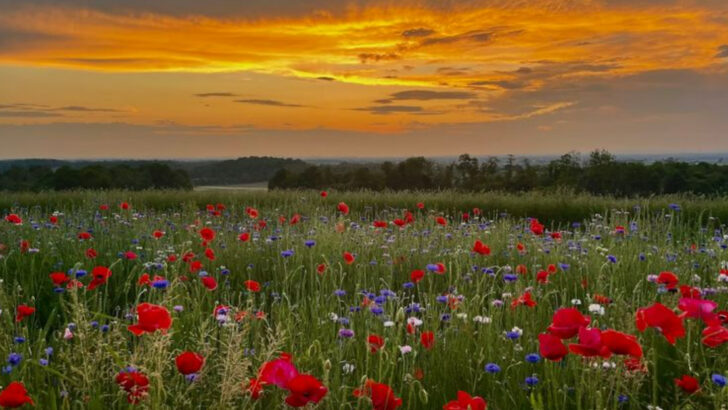 Rows Of Blooms Make This Pennsylvania Wildflower Farm Feel Like A Living Painting