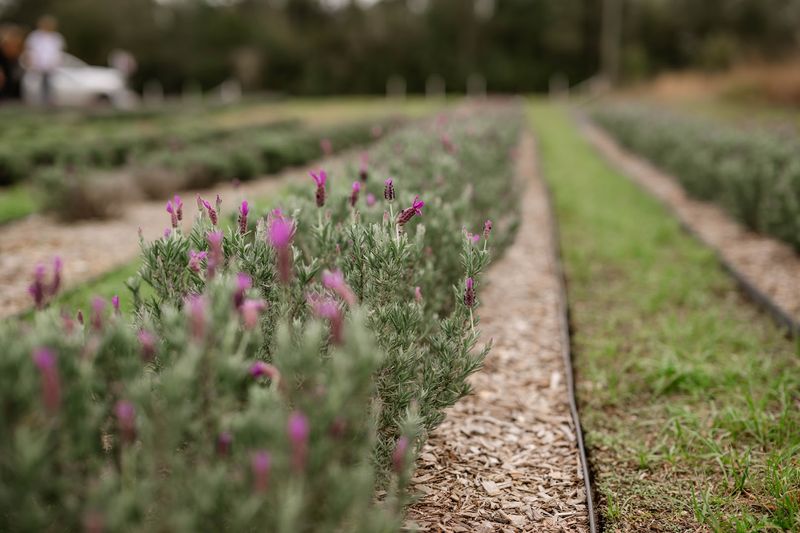 Sustainable And Organic Growing Practices