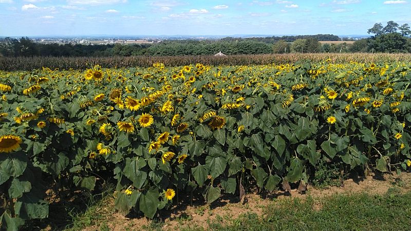 Poppies, Bachelor Buttons, Sunflowers, and Seasonal Surprises