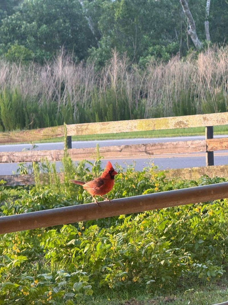 More Than Horses In The Reserve