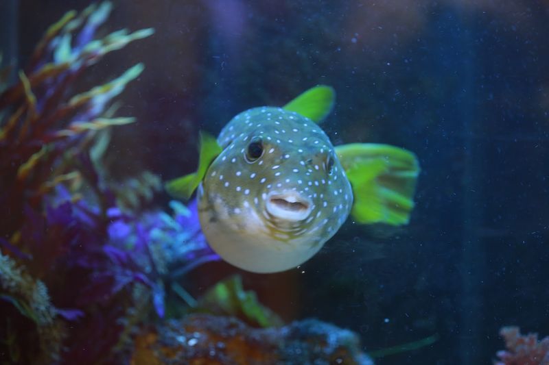 Team ECCO Aquarium & Shark Lab