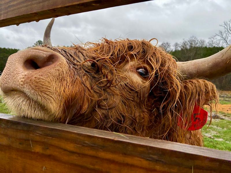 Photography Tips for Fluffy Supermodels