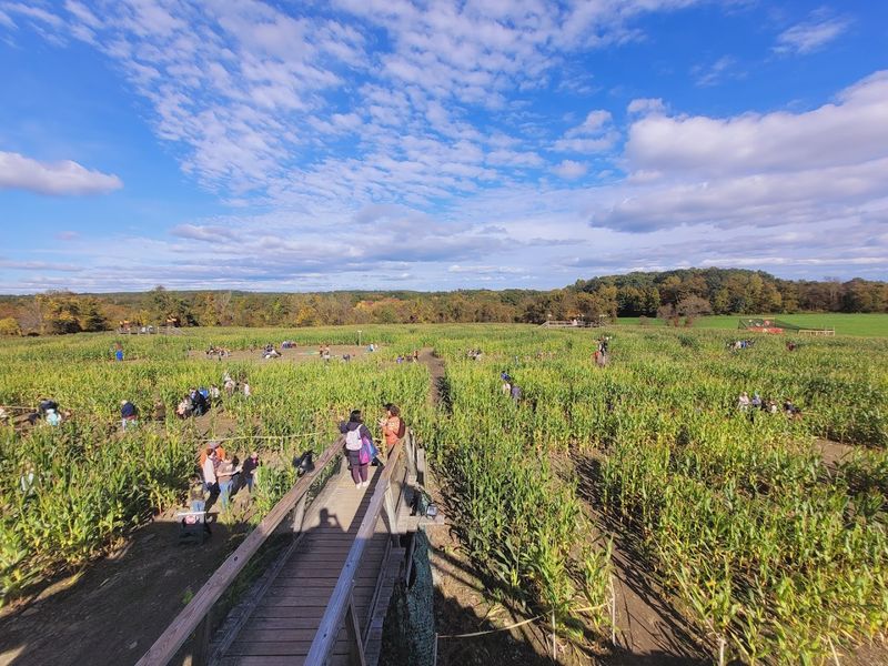 Davis Farmland and Mega Maze, Sterling