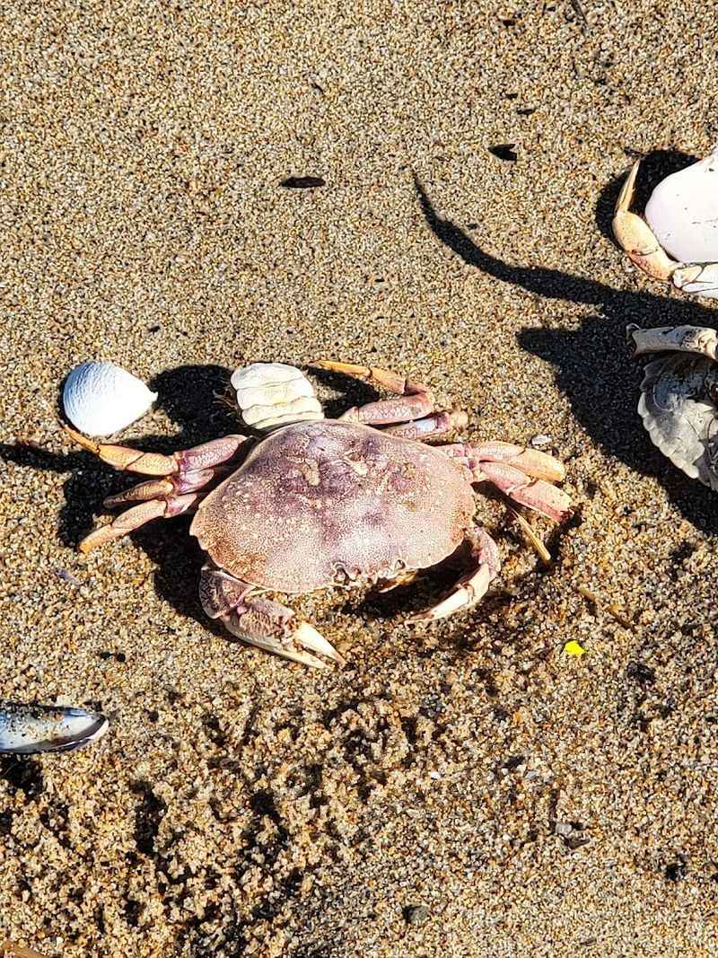 Wildlife Beyond the Birds