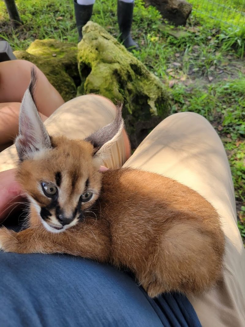 Endangered Species Breeding Programs at Carson Springs