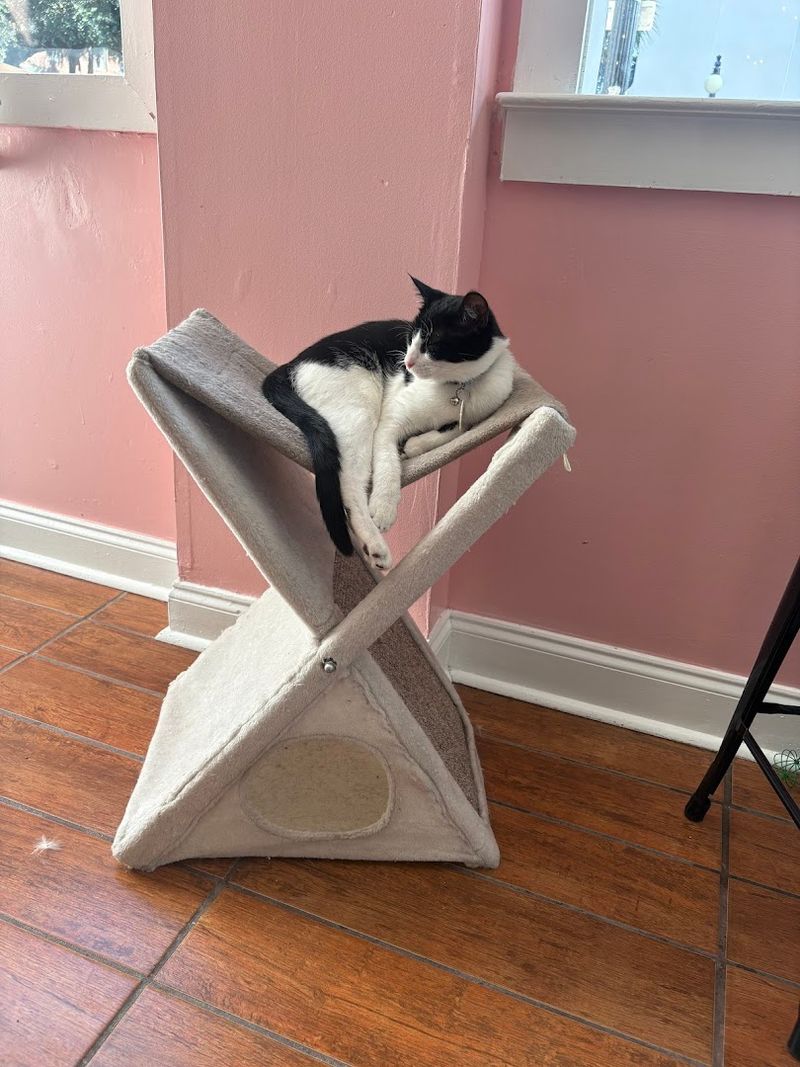 What a Visit to Pounce Actually Feels Like