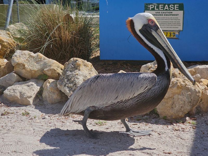 Visitor Info: Free Admission, Hours, and What to Know Before You Go