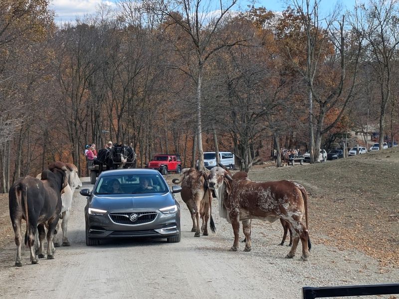 Drive-Through Wildlife Viewing Option