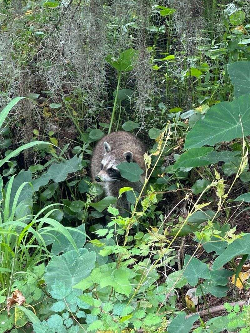 Incredible Wildlife Beyond Gators