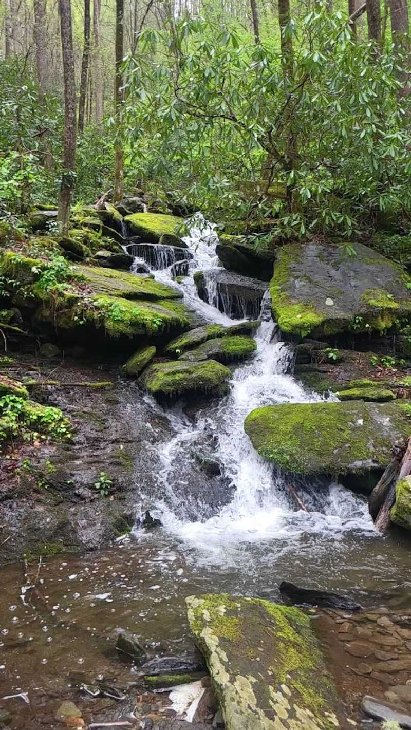 White Oak Flats (GSMNP)