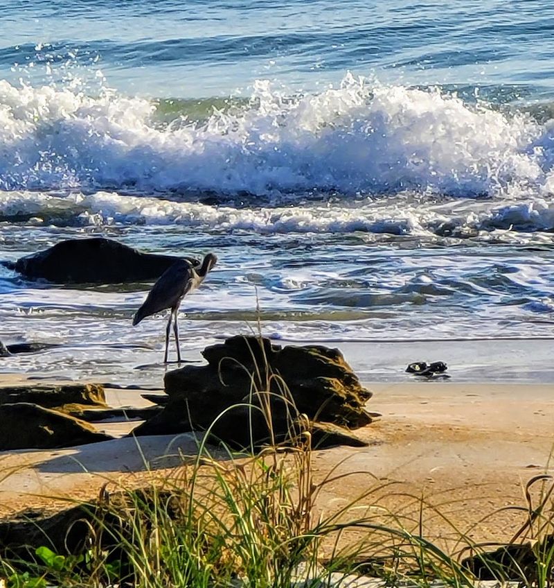 Wildlife Watching: Dolphins, Manatees, And Shore Birds