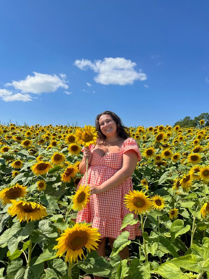 Stunning Sunflower Fields