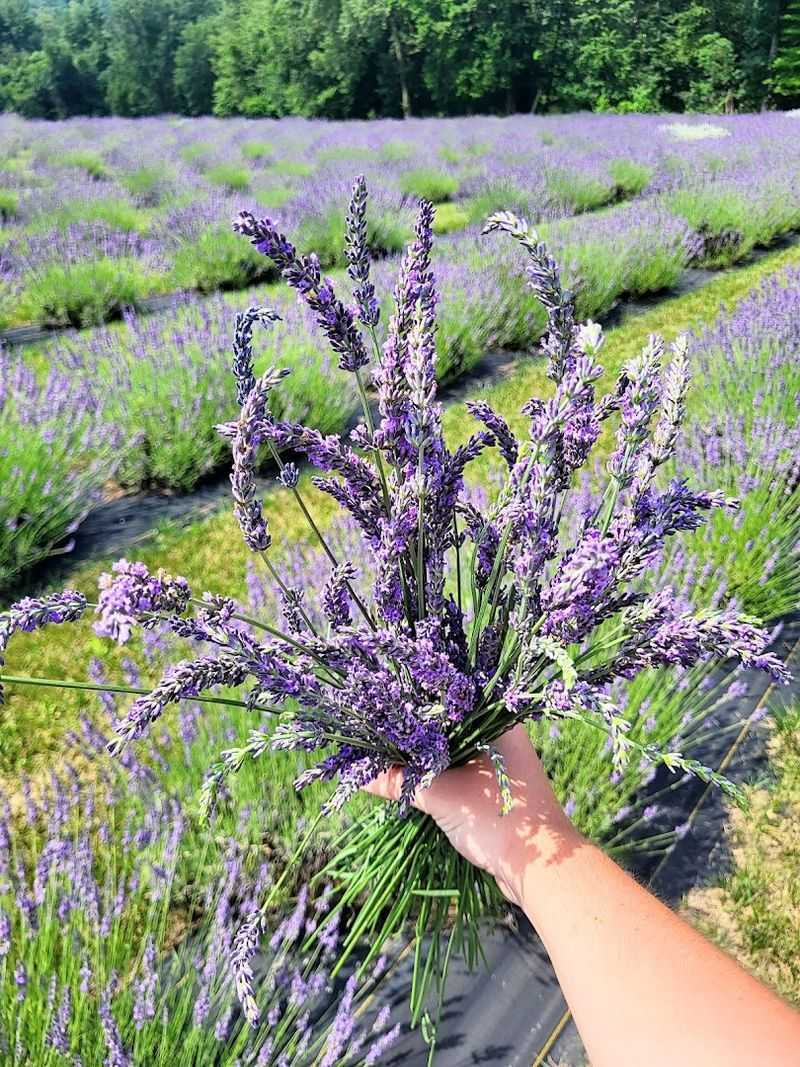 Peaceful Walks Through Fragrant Lavender Rows