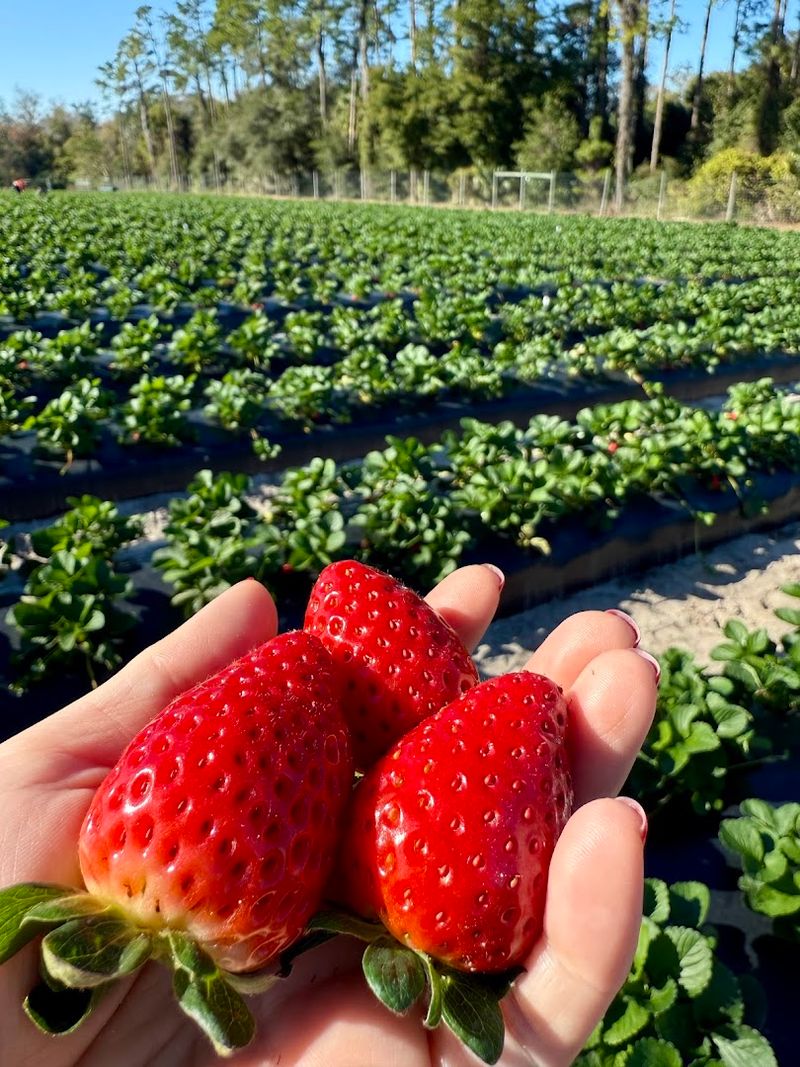 Strawberry Picking as the Main Attraction