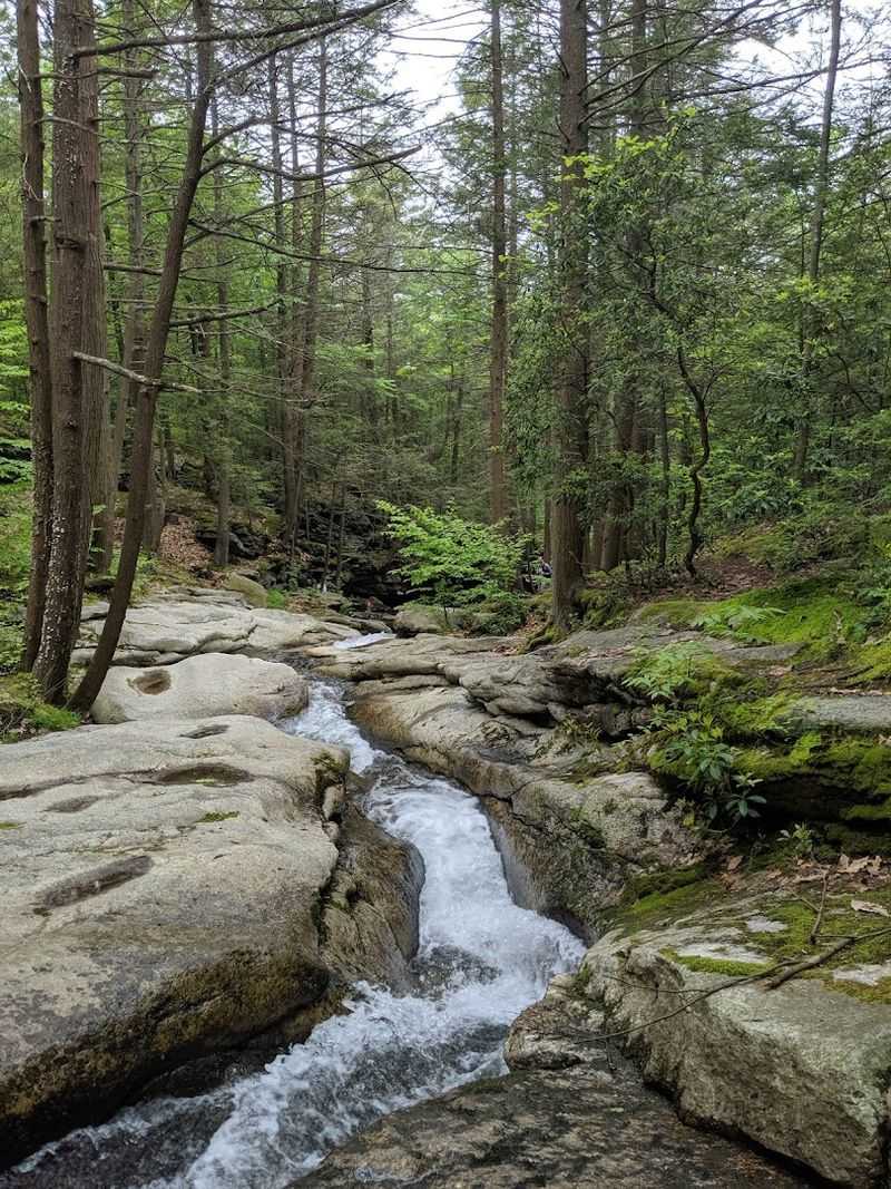 Scenic Forested Gorge Setting