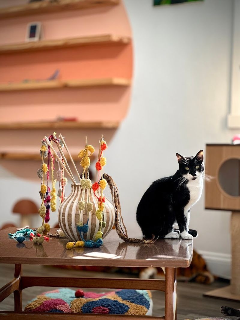 Adoptable Cats Roaming Freely