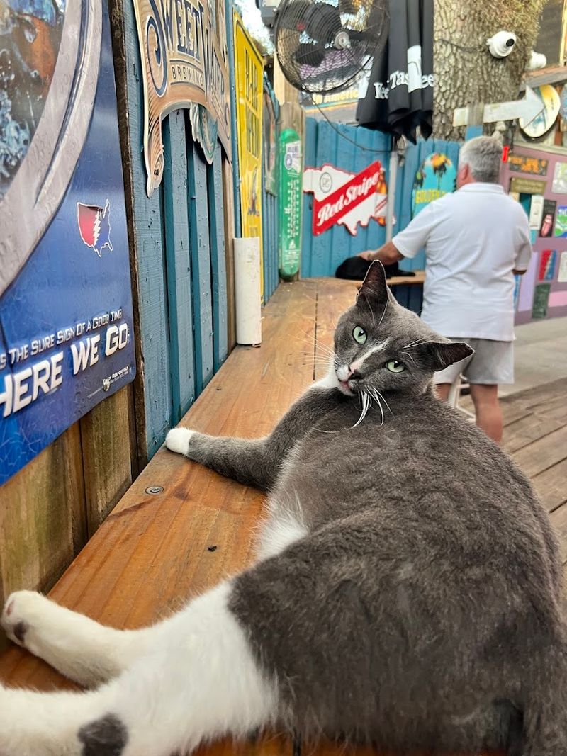 Resident Cats Add Unexpected Charm