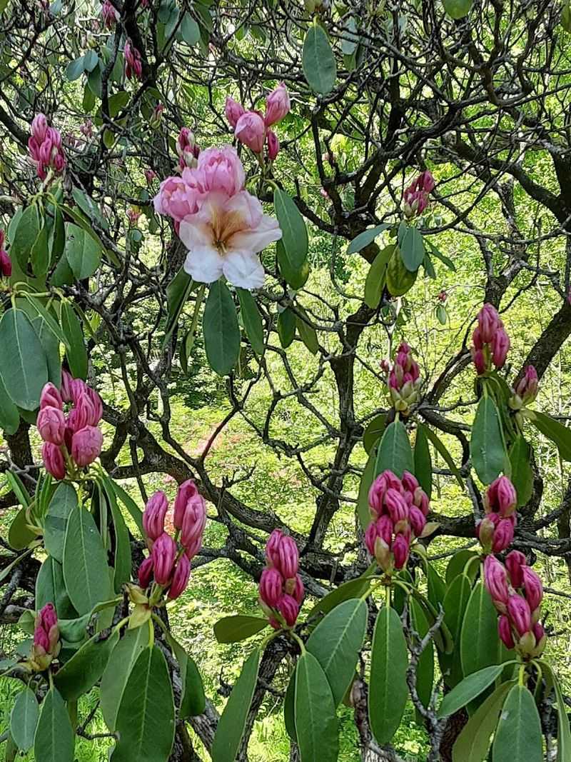 The Rhododendron Collection and Woodland Bloom