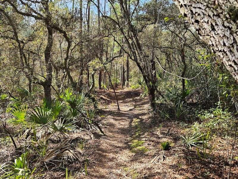 Florida National Scenic Trail - Ocala Section
