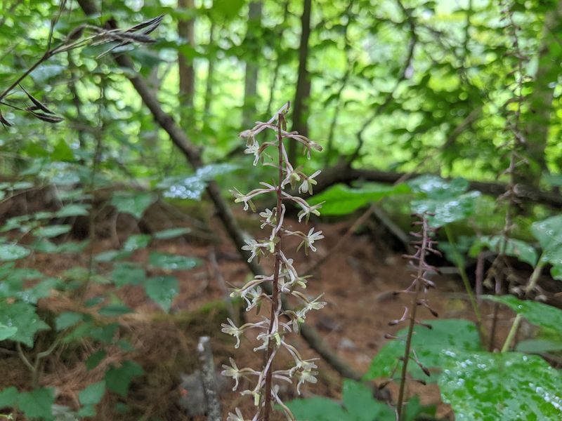 Zaleski South Loop Backpack Trail &ndash; Zaleski State Forest