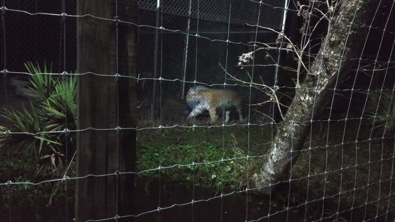 The Famous Night Feeding Tours