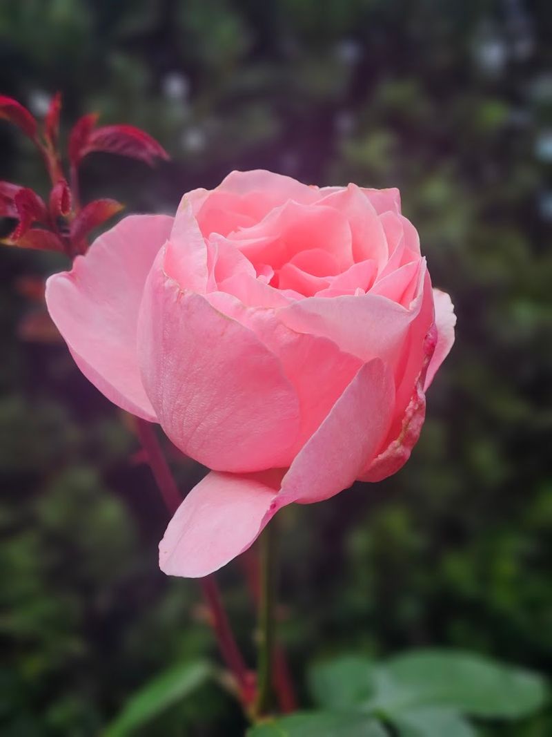 The Iconic Rose Collection