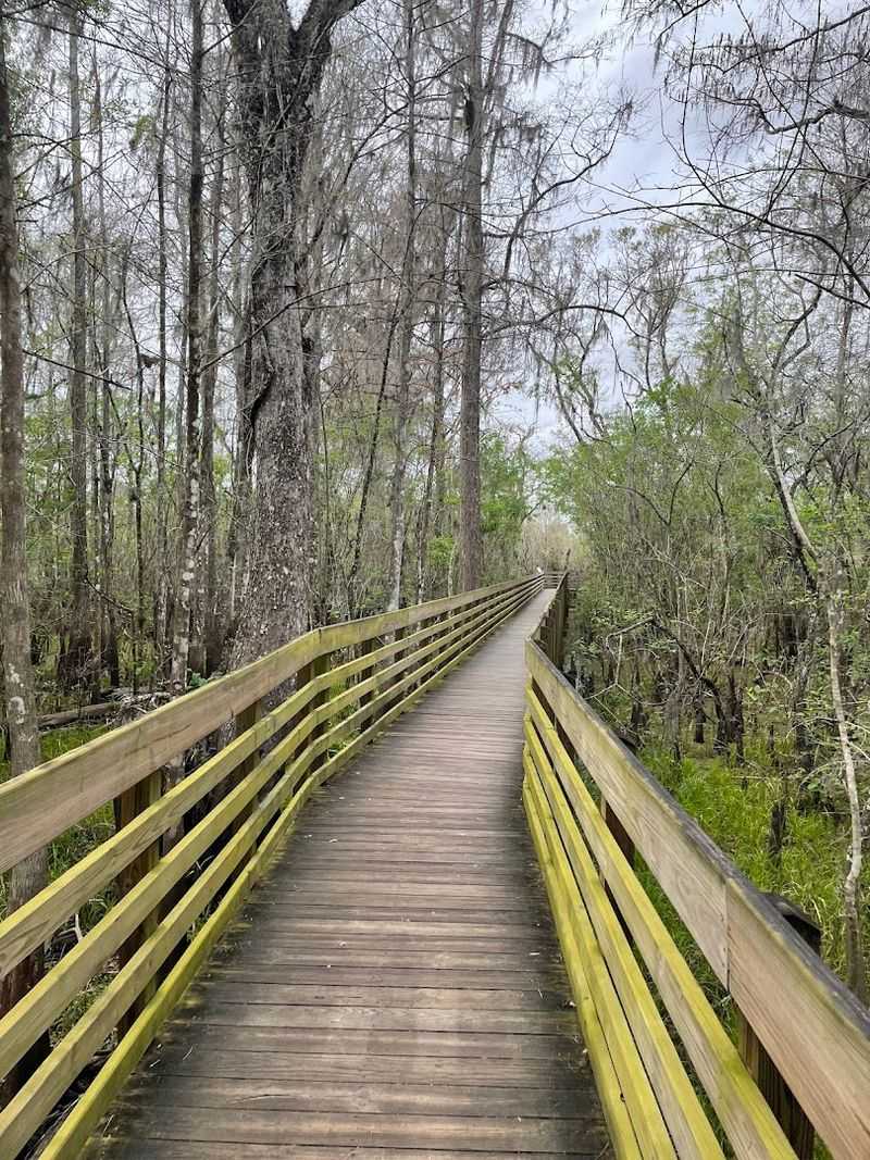 Lettuce Lake Park Boardwalk