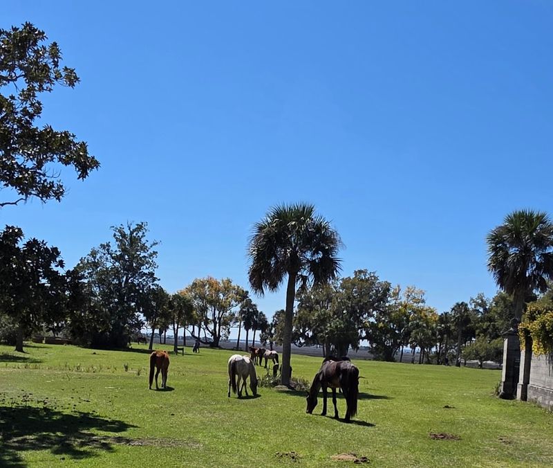 Cumberland Island National Seashore