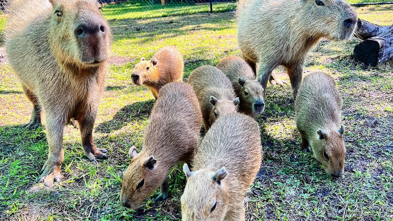 More Than 100 Rescued Animals With Real Backstories