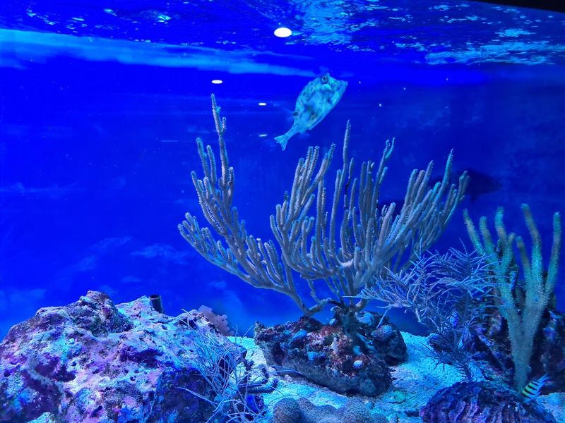 Vibrant Coral Reefs and Marine Life