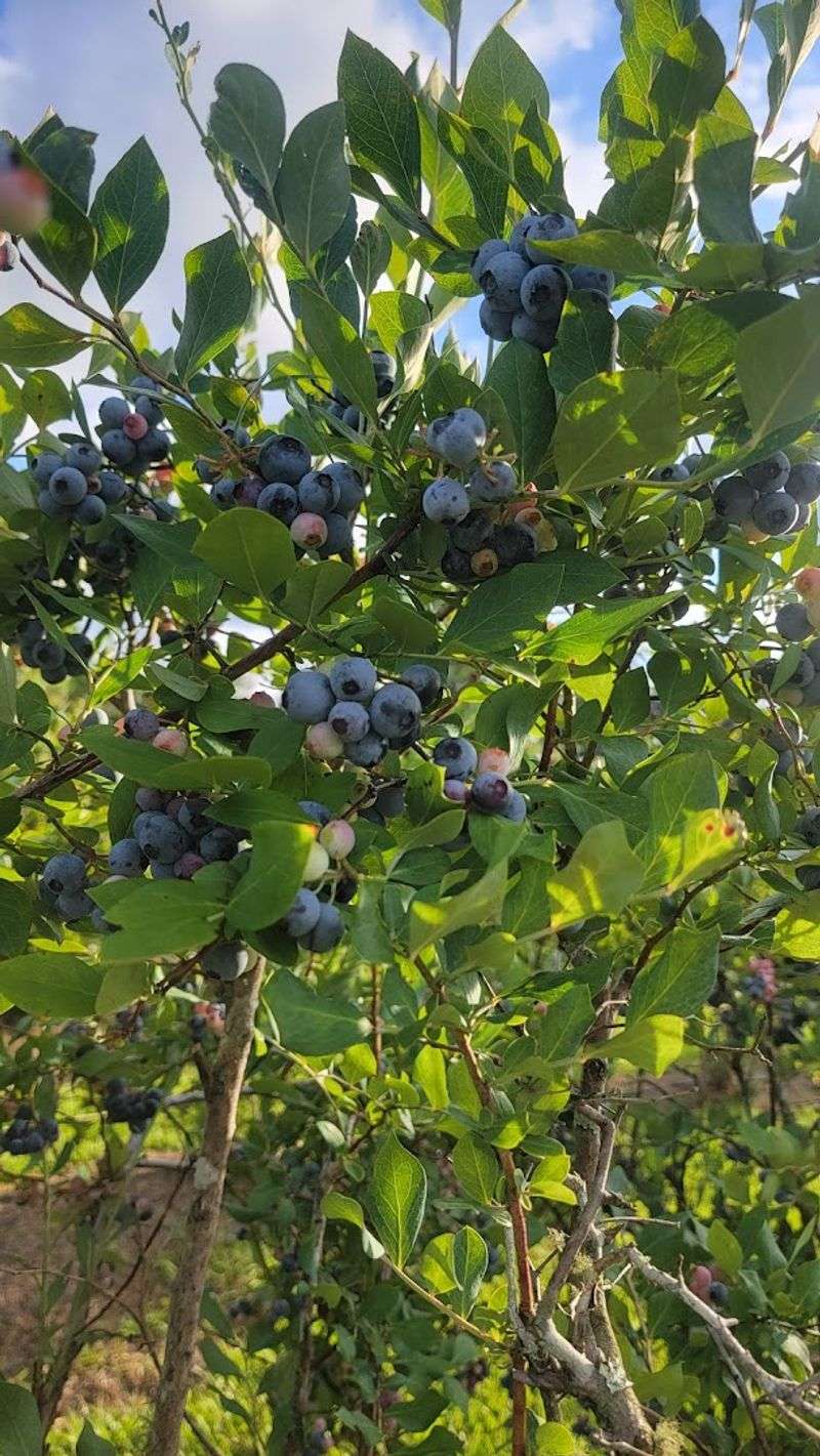 Owens Berry Farm (Bolivia, NC)
