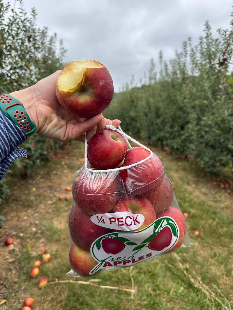 Mercier Orchards &ndash; Blue Ridge, GA