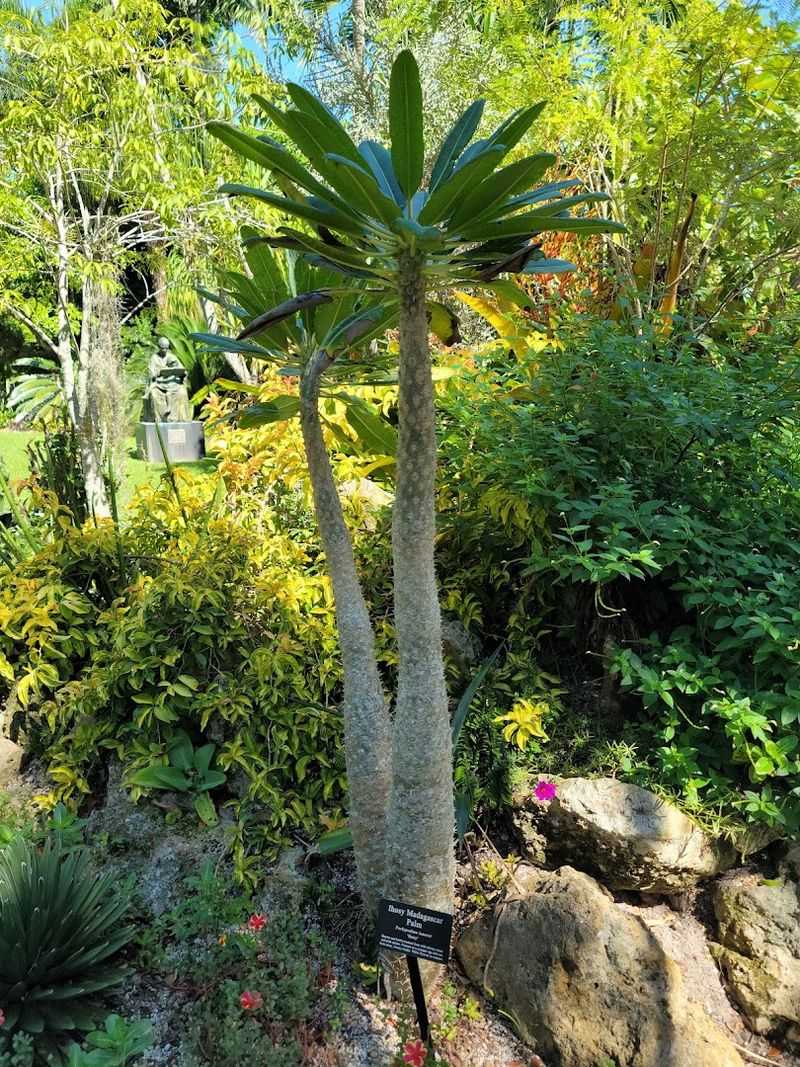 Majestic Palm Collection Featuring Florida's Most Iconic Trees