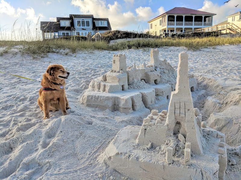 Pet-Friendly Beaches and a Welcoming Community