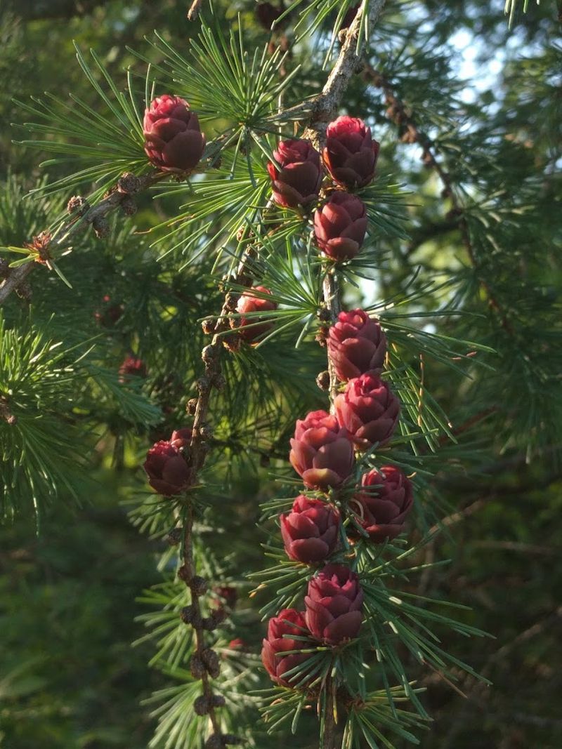 Birdsong, Bees, and Quiet Wildlife Moments