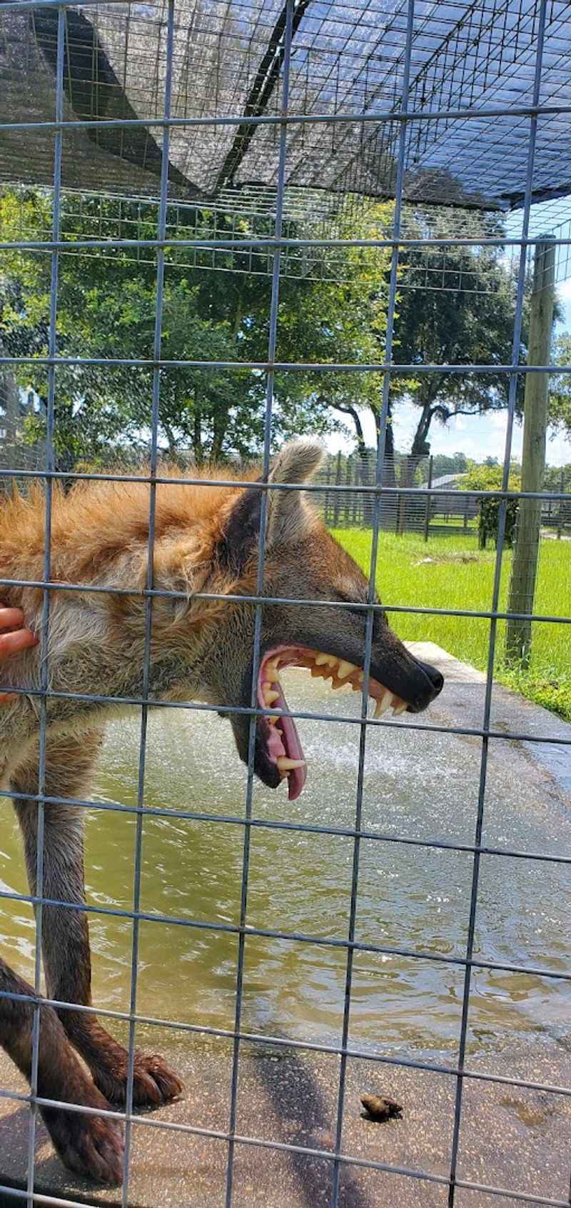 Maned Wolves: The Fox-Legged Canids of South America