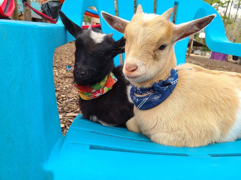 Winterpast Farm (Wake Forest)