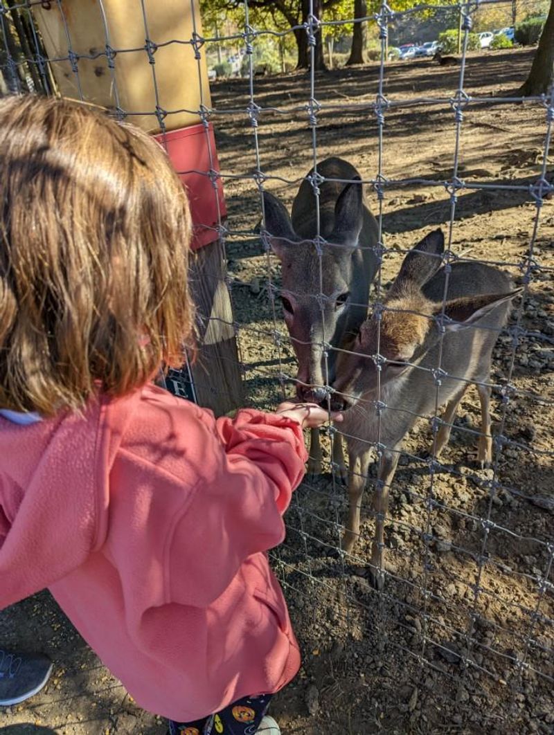 Barnyard Animals You Can Visit All Year
