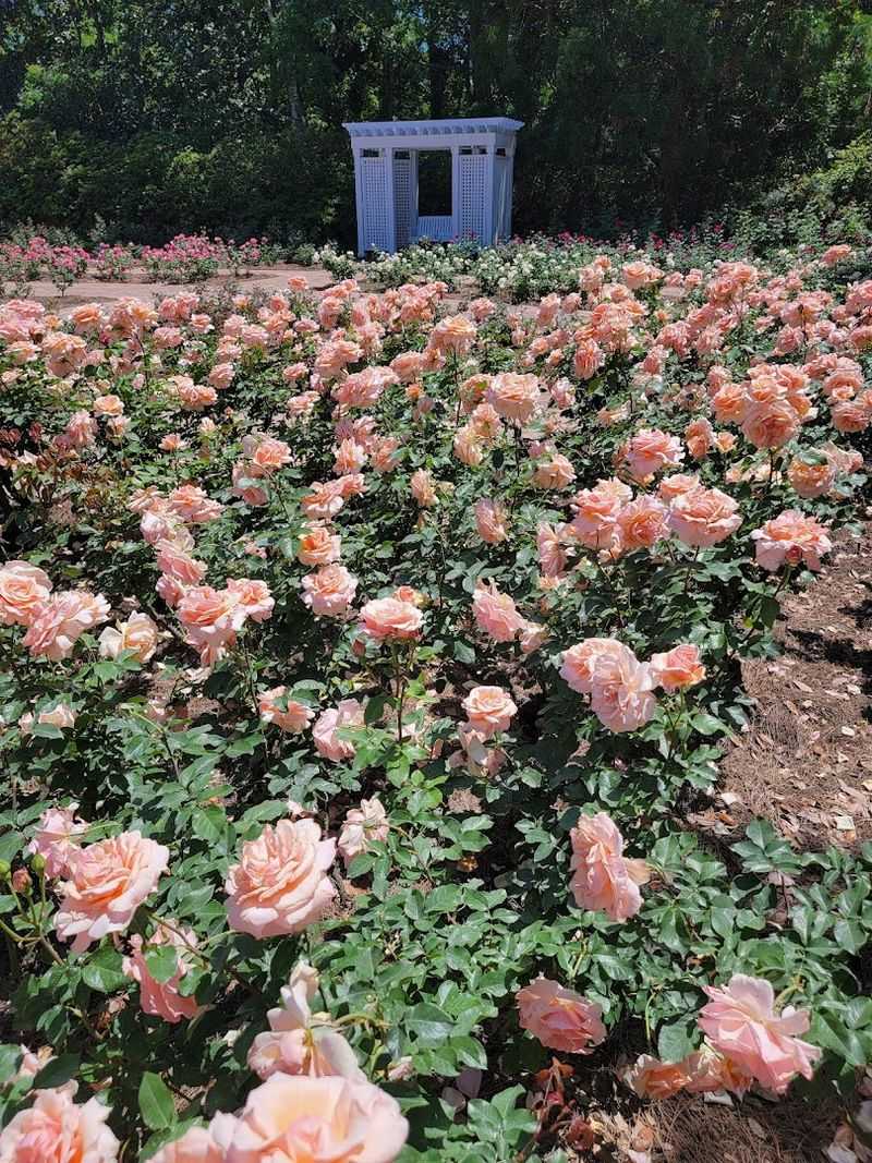 The Spectacular Spring Rose Garden