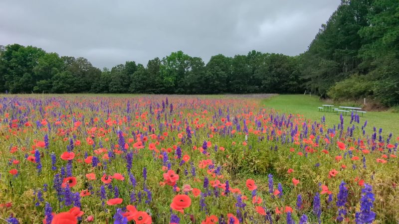 Blue Hill Garden Flower Farm