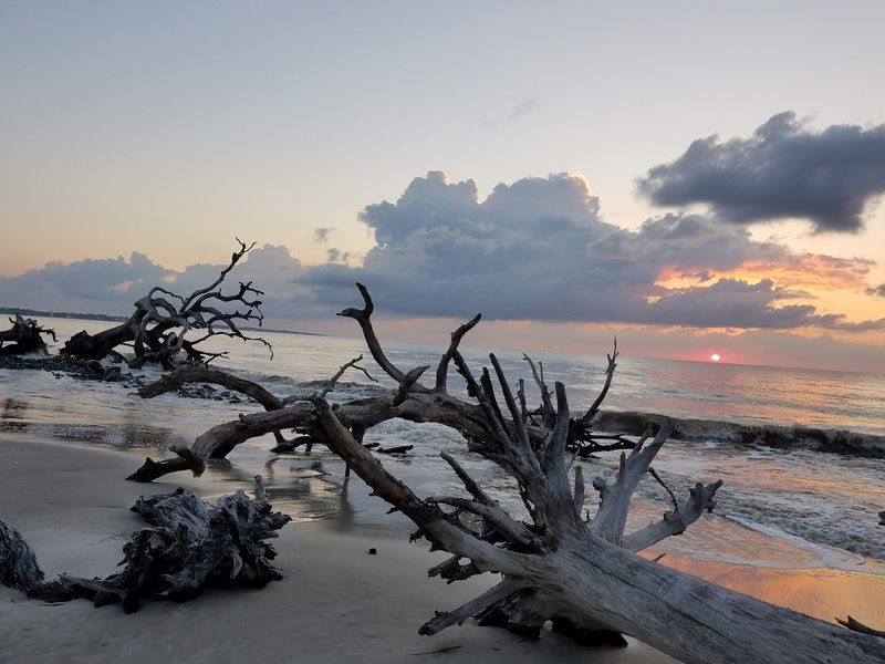 Driftwood Beach
