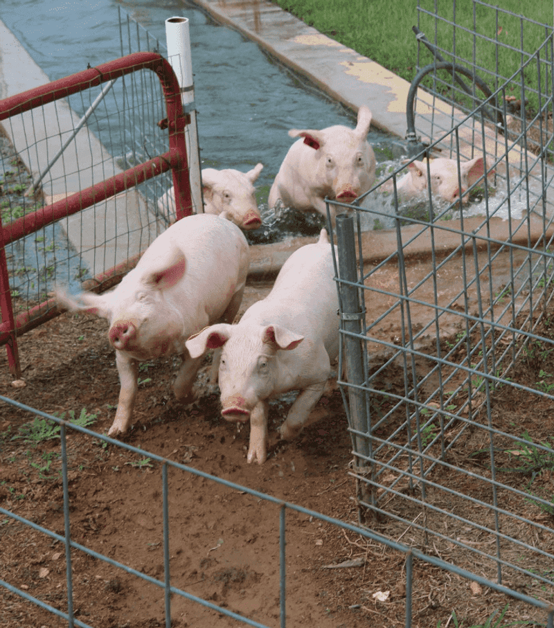 Pig Races: Loud, Silly, and Completely Worth Stopping For