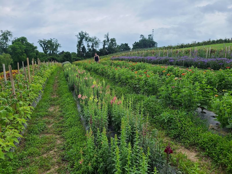 Blueberry and Lavender Picking