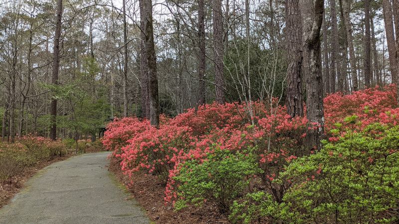Callaway Gardens Azalea Season Stroll