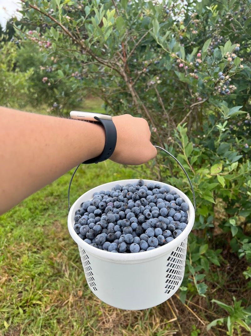 Blueberry Garden &ndash; Cumming, GA