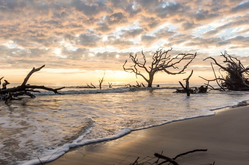 The Ancient Driftwood Trees